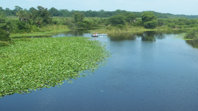 নদী নিয়ে স্ট্যাটাস, উক্তি, ক্যাপশন ও কবিতা